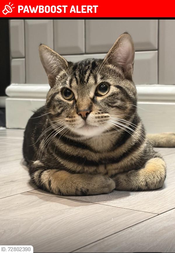 Lost Male Cat last seen Somerhill road , Greater London, England DA16