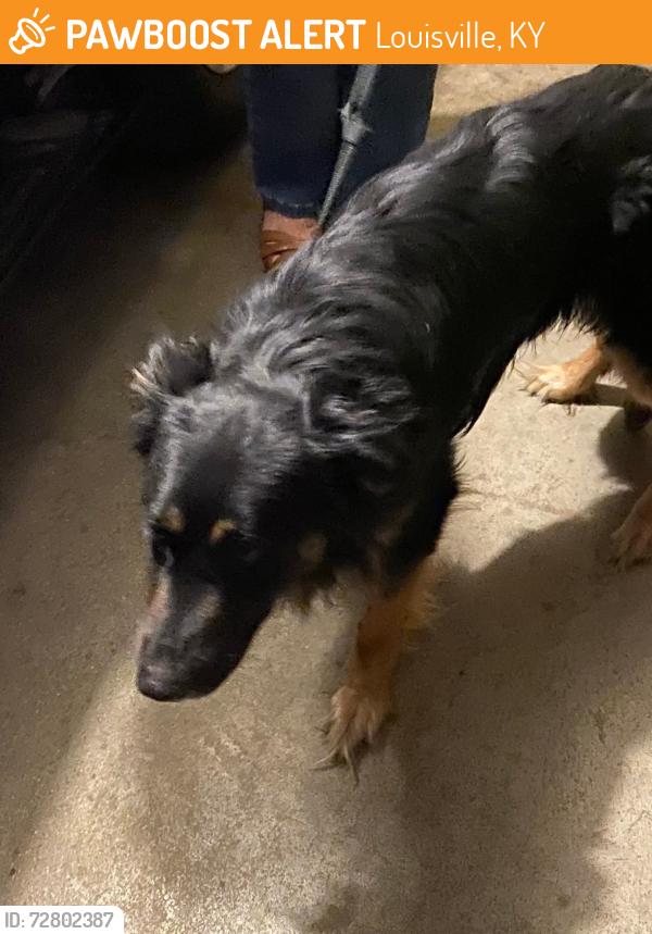 Found/Stray Male Dog last seen Gentry and Cedar Creek, Louisville, KY 40291