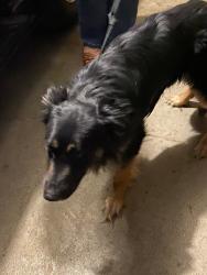 Found/Stray Male Dog last seen Gentry and Cedar Creek, Louisville, KY 40291