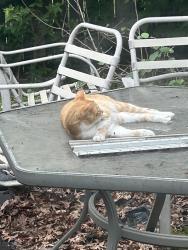 Lost Male Cat last seen Beauport and Fredonia, Indianapolis, IN 46222