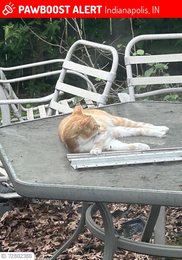 Lost Male Cat last seen Beauport and Fredonia, Indianapolis, IN 46222