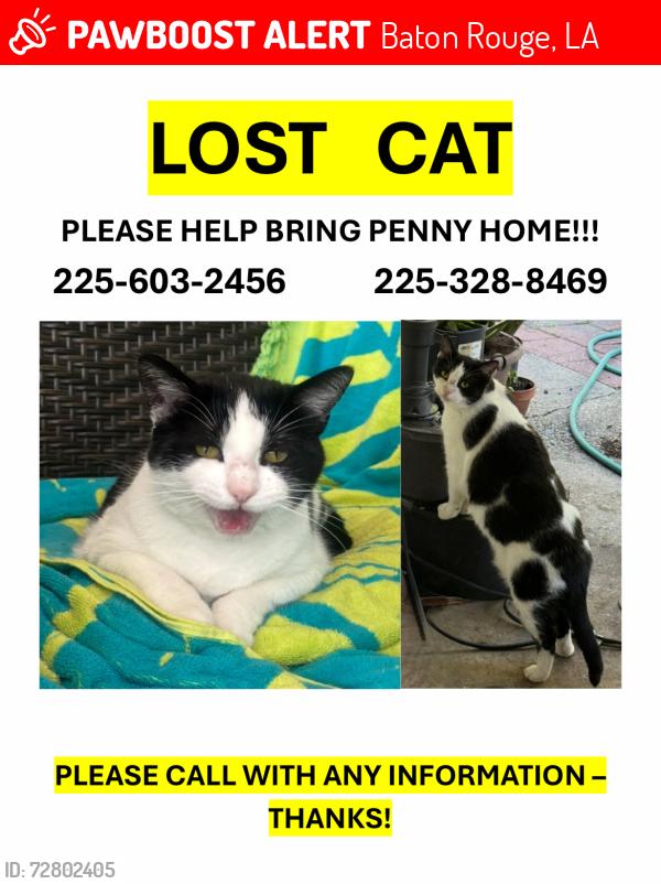 Lost Female Cat last seen Between Idlewood and Danbury - Jefferson Terrace, Baton Rouge, LA 70809