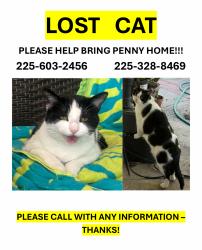 Lost Female Cat last seen Between Idlewood and Danbury - Jefferson Terrace, Baton Rouge, LA 70809