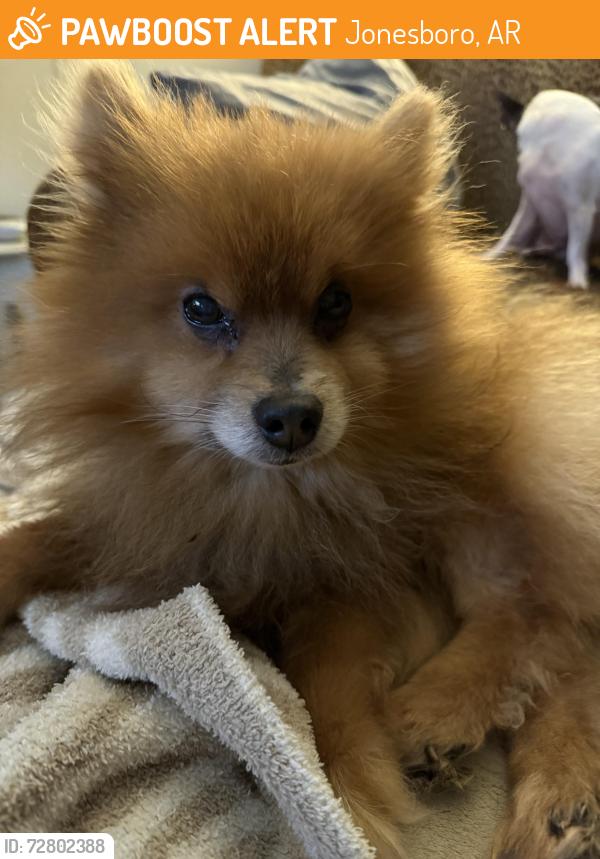 Found/Stray Male Dog last seen West End - CWL park area, Jonesboro, AR 72401
