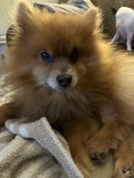 Found/Stray Male Dog last seen West End - CWL park area, Jonesboro, AR 72401