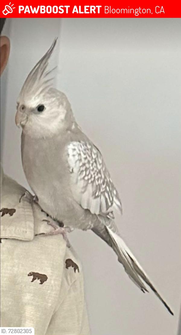 Lost Male Bird last seen Near S Yucca Ave Bloomington Ca 92316, Bloomington, CA 92316