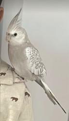 Lost Male Bird last seen Near S Yucca Ave Bloomington Ca 92316, Bloomington, CA 92316