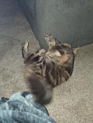 Found/Stray Male Cat last seen 47th & K15, Wichita, KS 67216