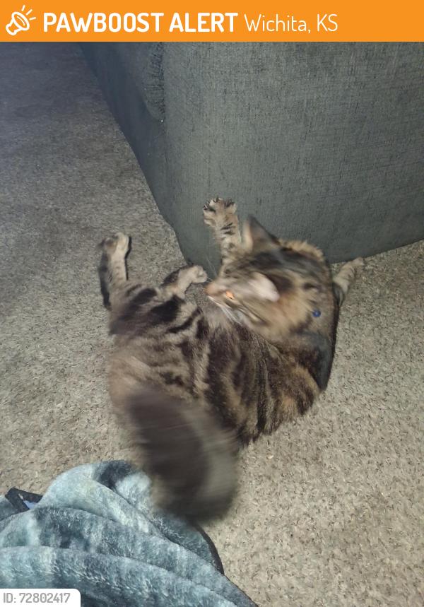 Found/Stray Male Cat last seen 47th & K15, Wichita, KS 67216