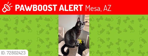 Lost Male Cat last seen Power and Brown, Mesa, AZ 85207