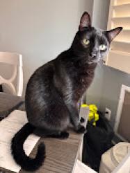 Lost Male Cat last seen Power and Brown, Mesa, AZ 85207