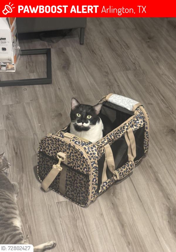 Lost Male Cat last seen Near w Mitc st , Arlington, TX 76013