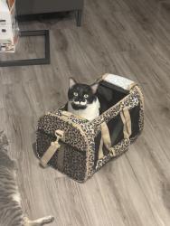 Lost Male Cat last seen Near w Mitc st , Arlington, TX 76013