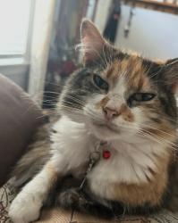 Lost Female Cat last seen Chopping rd & Hidden farm dr, Mineral, VA 23117