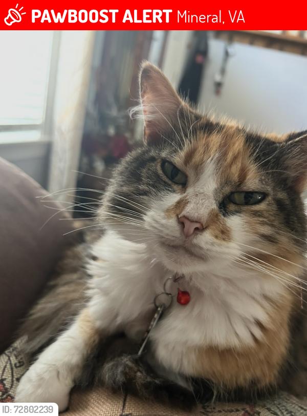 Lost Female Cat last seen Chopping rd & Hidden farm dr, Mineral, VA 23117