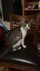Lost Female Cat last seen Near Nicollet ave, Minneapolis, MN 55409