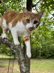 Lost Male Cat last seen High Bluff Drive Gurley Alabama , Gurley, AL 35748