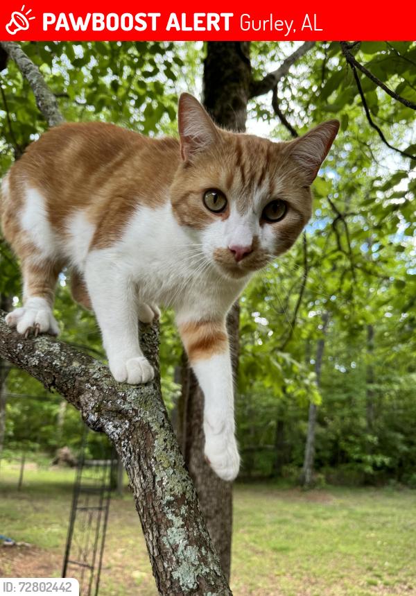 Lost Male Cat last seen High Bluff Drive Gurley Alabama , Gurley, AL 35748