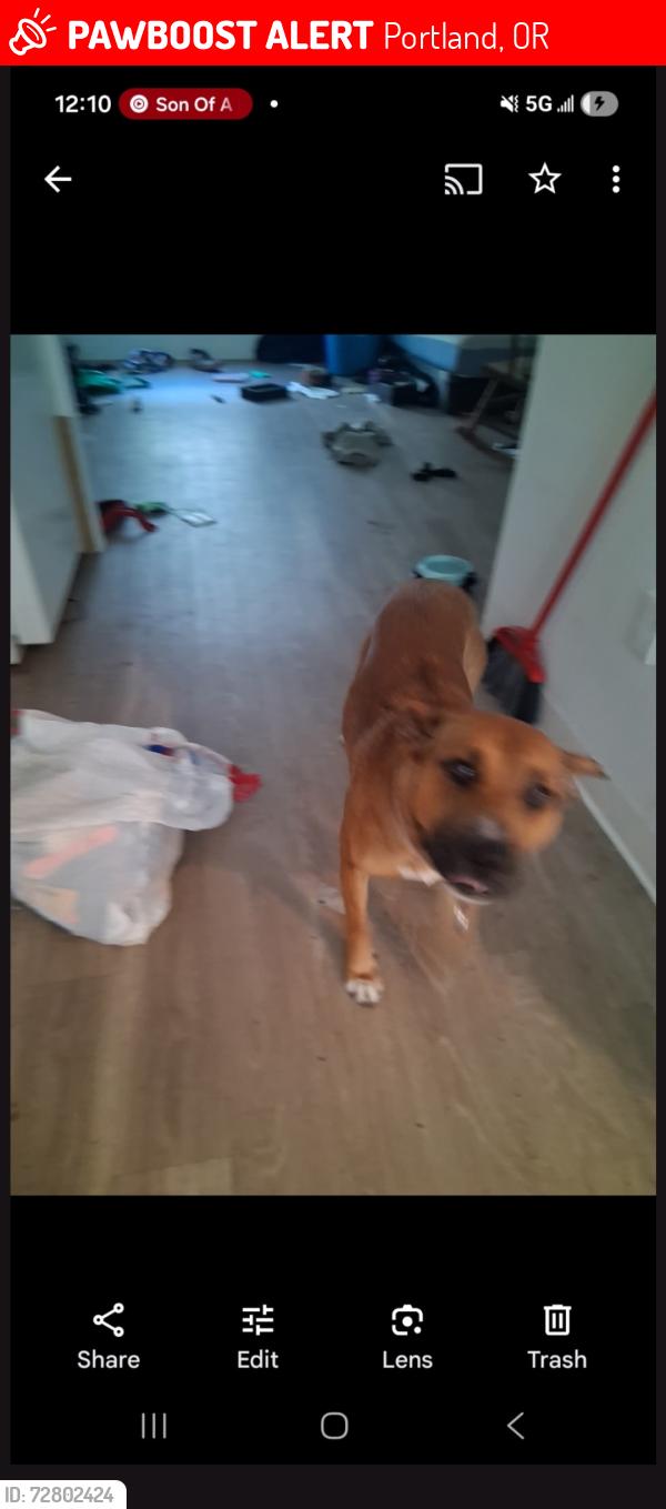 Lost Female Dog last seen Irving (The buri building), Portland, OR 97220