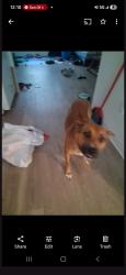 Lost Female Dog last seen Irving (The buri building), Portland, OR 97220