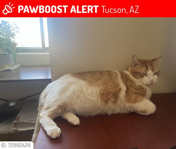 Lost Male Cat last seen Water st and Park ave, Tucson, AZ 85719