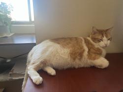 Lost Male Cat last seen Water st and Park ave, Tucson, AZ 85719