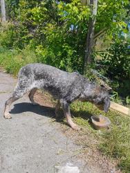 Found/Stray Female Dog last seen Bybee Rd and 160, Bybee, TN 37821