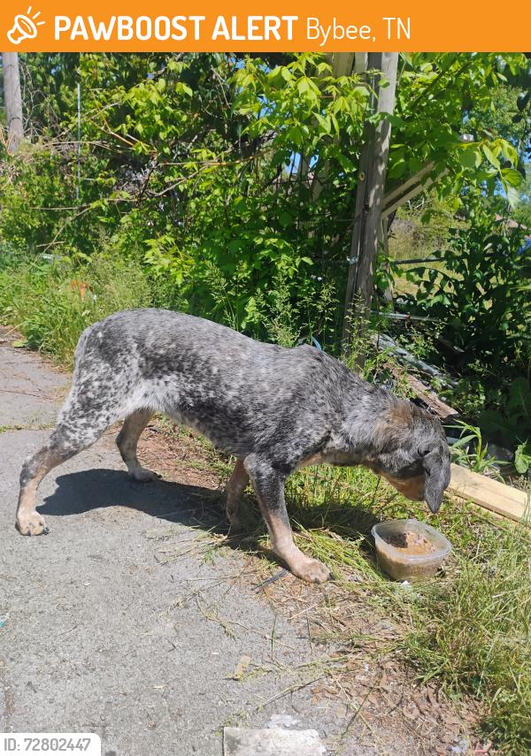 Found/Stray Female Dog last seen Bybee Rd and 160, Bybee, TN 37821