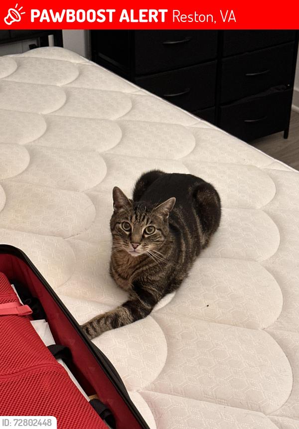 Lost Male Cat last seen Faraday Park, Reston, VA 20190