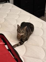 Lost Male Cat last seen Faraday Park, Reston, VA 20190
