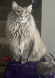 Reunited Female Cat last seen Oehlke Park, Woodbury, Woodbury, MN 55129