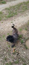 Found/Stray Unknown Dog last seen Na, Floresville, TX 78114