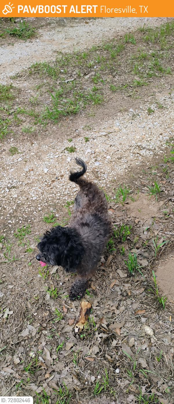 Found/Stray Unknown Dog last seen Na, Floresville, TX 78114