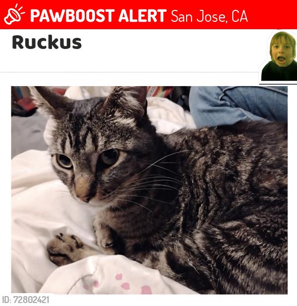 Lost Male Cat last seen Halleck Dr & Summerbrook Ln & Santa Teresa Blvd, San Jose, CA 95123