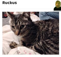 Lost Male Cat last seen Halleck Dr & Summerbrook Ln & Santa Teresa  Blvd, San Jose, CA 95123