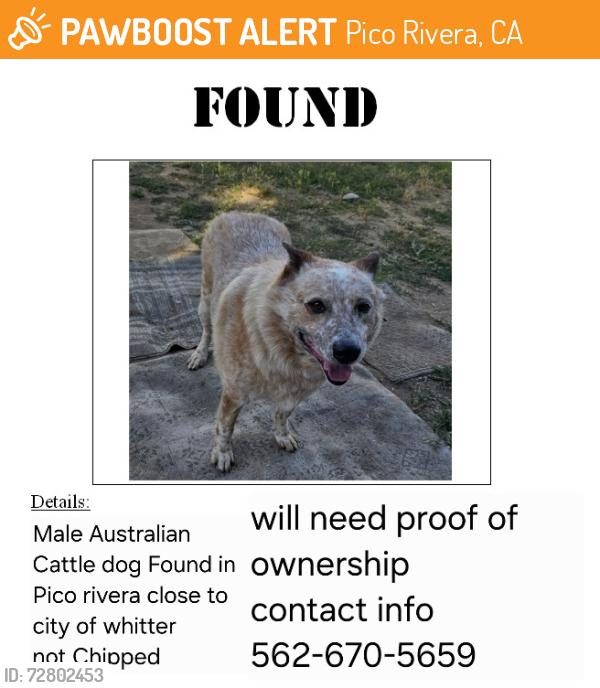 Found/Stray Male Dog last seen Mar vista and Washington Blvd , Pico Rivera, CA 90660