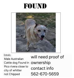 Found/Stray Male Dog last seen Mar vista and Washington Blvd , Pico Rivera, CA 90660