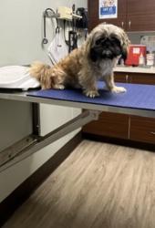 Lost Male Dog last seen Sayre and Medill ave, Chicago, IL 60707
