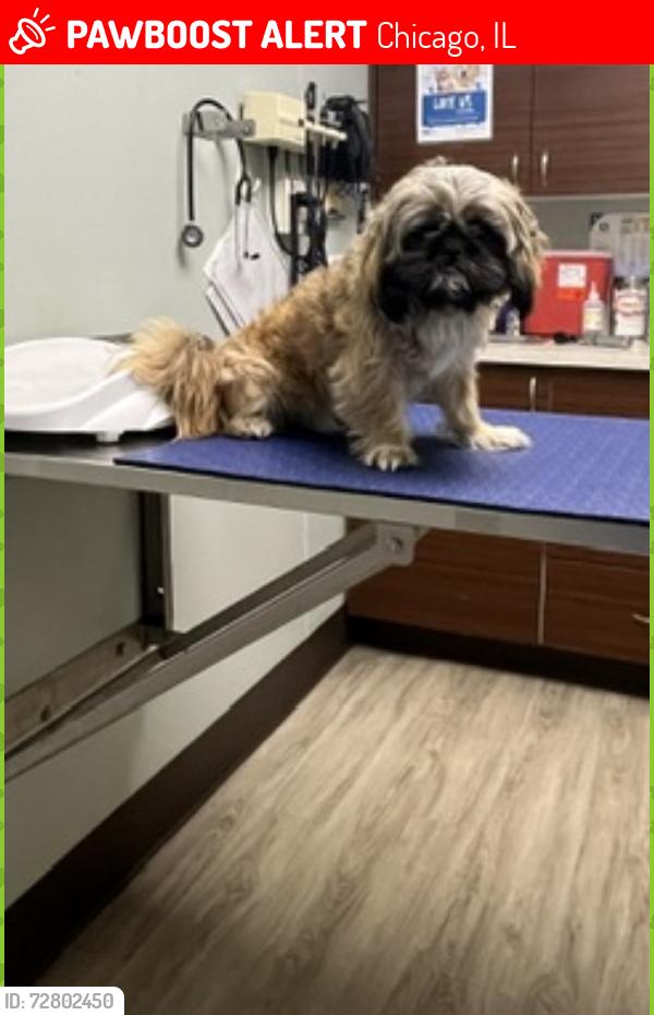 Lost Male Dog last seen Sayre and Medill ave, Chicago, IL 60707
