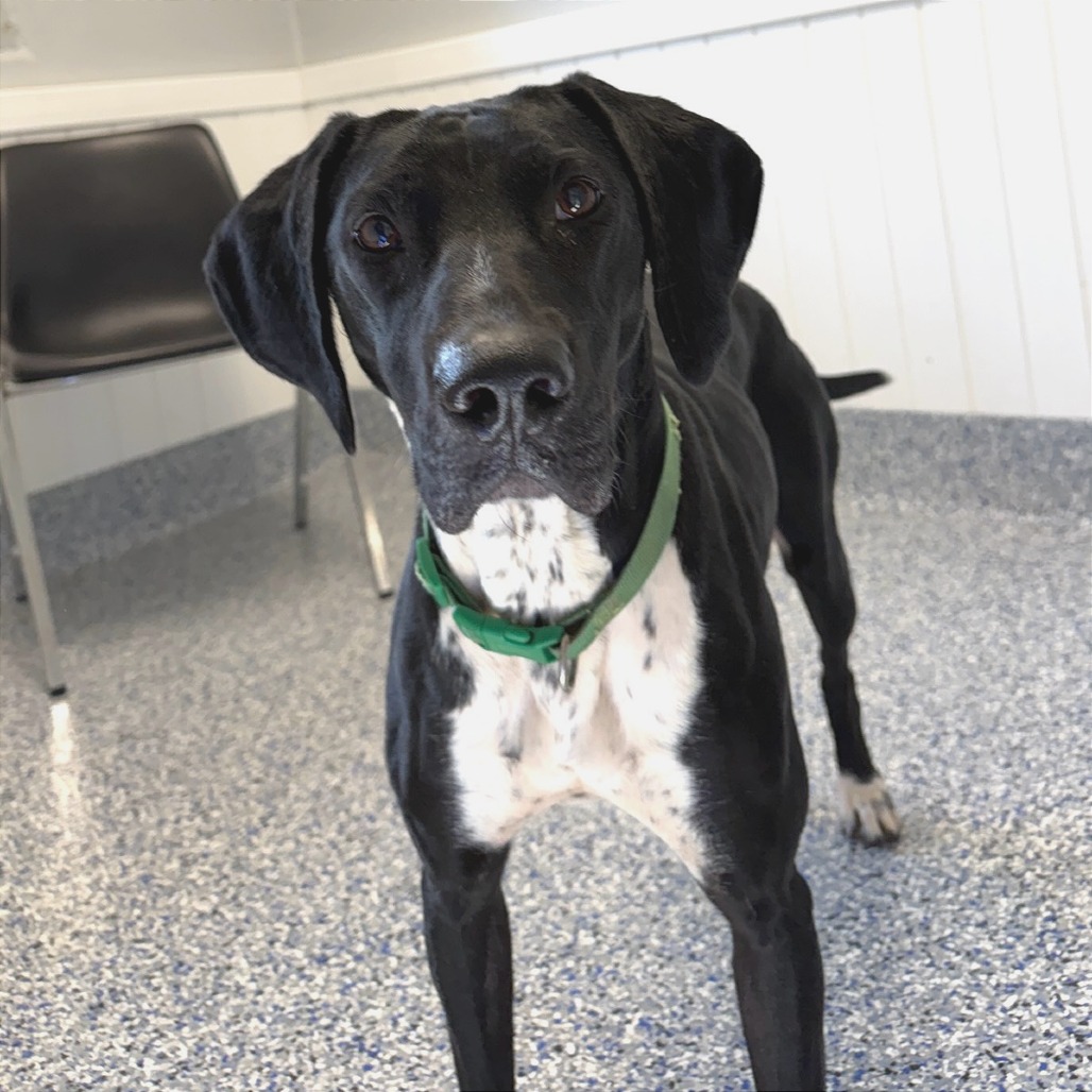 Shelter Stray Female Dog last seen , Greenville, SC 29609