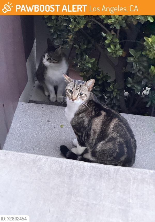 Found/Stray Unknown Cat last seen 23rd and Patton, Los Angeles, CA 90731