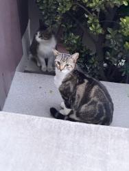Found/Stray Unknown Cat last seen 23rd and Patton, Los Angeles, CA 90731