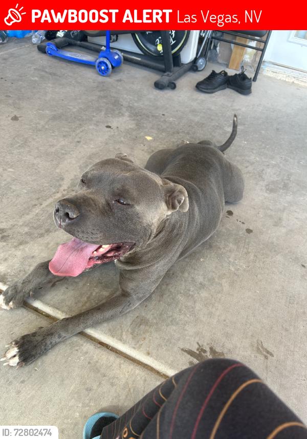 Lost Male Dog last seen W vegas Dr. & Rancho Dr, Las Vegas, NV 89106