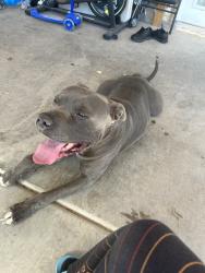 Lost Male Dog last seen W vegas Dr. & Rancho Dr, Las Vegas, NV 89106