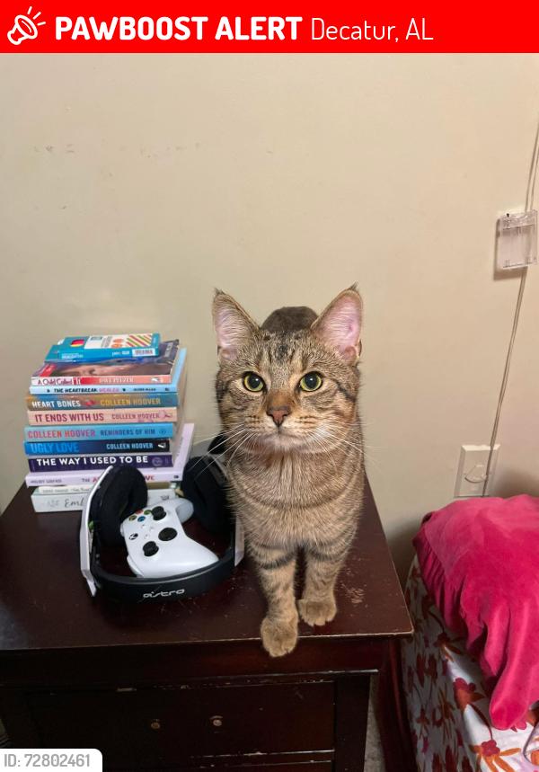 Lost Male Cat last seen dogwood/lakeview apmts area , Decatur, AL 35603