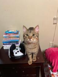 Lost Male Cat last seen dogwood/lakeview apmts area , Decatur, AL 35603