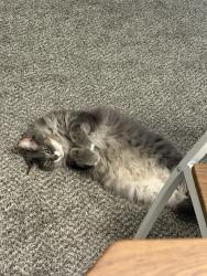 Lost Male Cat last seen Washington Village apmts, Greenfield, IN 46140