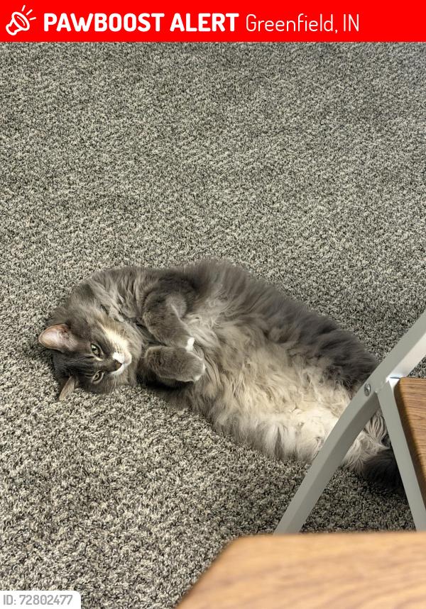 Lost Male Cat last seen Washington Village apmts, Greenfield, IN 46140