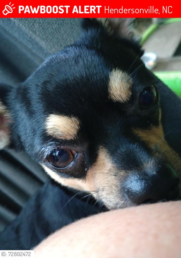Lost Male Dog last seen BETWEEN CLEAR CREEK ROAD AND ZEB CORN ROAD, Hendersonville, NC 28792