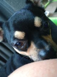Lost Male Dog last seen BETWEEN CLEAR CREEK ROAD AND ZEB CORN ROAD, Hendersonville, NC 28792